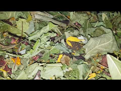 Видео: Какие Полезные Травы  я добавляю в Корм для Шиншилл!!! Ссылки  о продаже моего корма в описании!