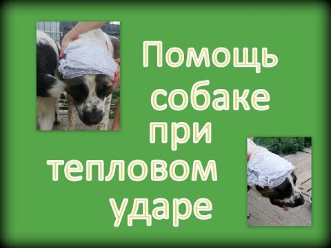 Видео: Тепловой удар. Помощь собаке.