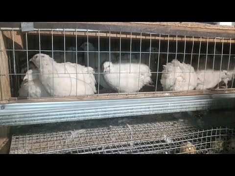 Видео: Робота яка чекала на мене місяць😱 Не знаю як я дивився,але вийшли лишні перепели🫣