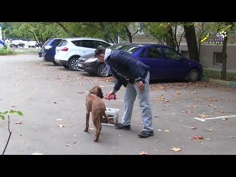 Видео: Приучение к разнообразию апортировочных предметов, родезийский риджбек