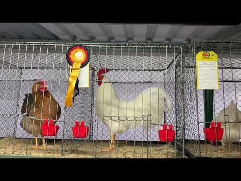 Видео: Amrocks,Amerikanische Leghorn,Bielefelder Kennhuhn .Амрокс,Билифельдер ,Американский Легорн