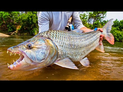Видео: Самые опасные речные Рыбы. Они сожрут Человека за 1 минуту.