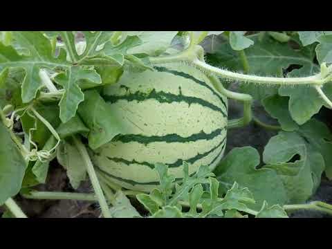 Видео: Обзор арбузов на пленке. Нижегородская область.