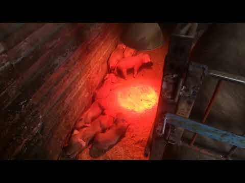 Видео: Тяжёлый опорос свиноматки. Прогулка с козами.