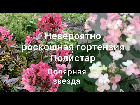 Видео: НЕВЕРОЯТНО КРАСИВАЯ ГОРТЕНЗИЯ ПОЛИСТАР, Полярная звезда