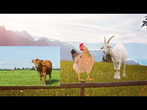 Видео: Домашние и дикие животные