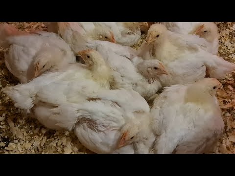 Видео: 13 апреля 2022. Немного о бройлерах и как всегда за обстановку)