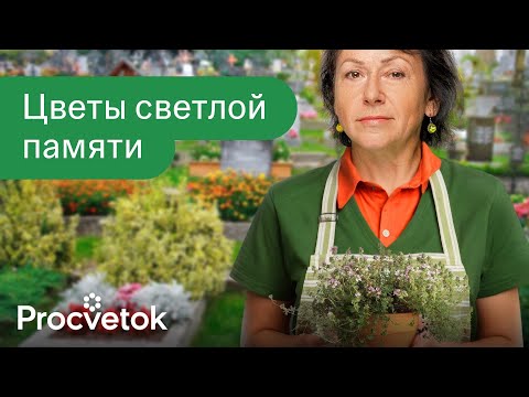 Видео: ЧТО ПОСАДИТЬ НА КЛАДБИЩЕ? Лучшие неприхотливые и красивые цветы не требующие полива