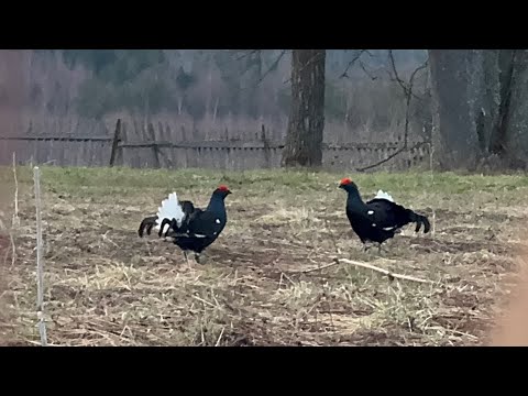 Видео: Весенний ток тетерева, Костромская область  #охота #весенняяохота