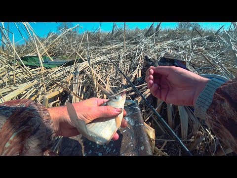 Видео: Не успеваю таскать! Весенний клёв карася. Рыбалка весной. Столько рыбаков я не видел!!!