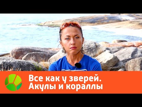 Видео: Все как у зверей. Акулы и кораллы | Живая Планета