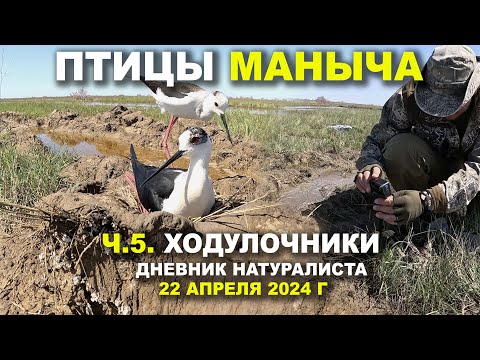 Видео: Птицы Маныча. 5-я часть. Ходулочники. Дневник.  22 апр. 2024 г.