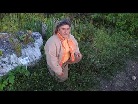 Видео: Немного о растениях...