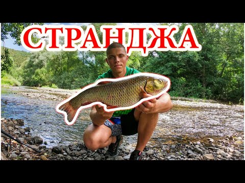 Видео: ЗА РИБА в СТРАНДЖА!