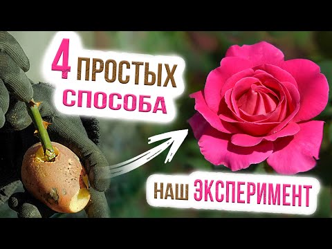 Видео: Укоренение черенков роз. Как правильно размножать розы? Черенкование роз осенью