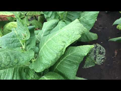 Видео: Табак 3 месяца в грунте. Ужасный ураган и град