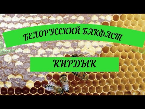 Видео: БЕЛОРУССКИЙ БАКФАСТ, КИРДЫК