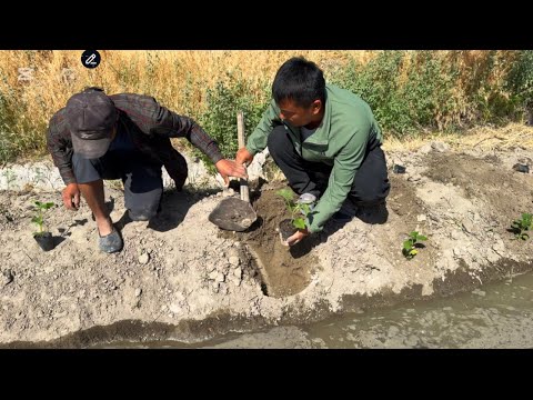 Видео: Павловния кандай екилади батафсил тушунтирдик Самаркандга 2000 та бердик