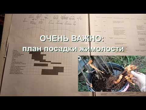 Видео: САМОЕ ВАЖНОЕ при посадке жимолости: об этом мало говорят!