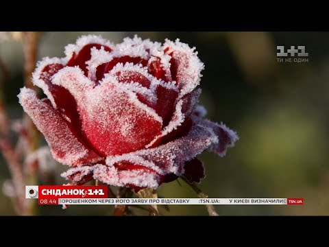 Видео: Сколько стоит укрытие растений от мороза и как правильно укрывать розы - Зелёный участок