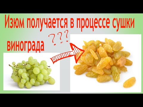 Видео: Изюм получается в процессе сушки винограда. Сколько килограммов винограда потребуется для получения