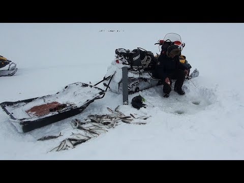 Видео: Селёдки, и корюшки  Усть-Камчатска