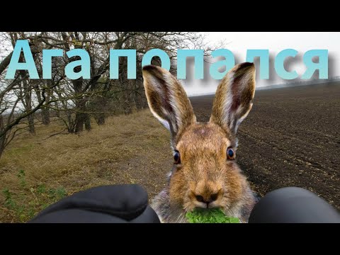 Видео: Охота на зайца (без собаки)