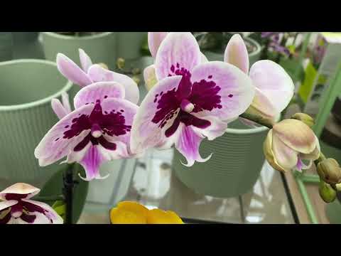 Видео: видео 1, КАКИЕ НОВИНКИ В МАГАЗИНЕ? ОБЗОР ОРХИДЕЙ С ЦЕНАМИ И НАЗВАНИЯМИ
