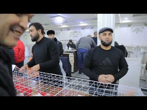 Видео: Выставка голубей Коканд 07.12.2024 г