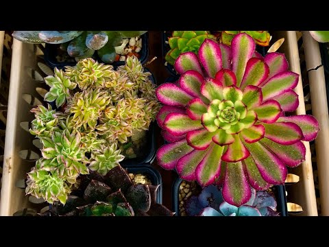 Видео: Эониум (Aeonium) - виды, сорта, размножение, уход, секрет успешной культуры - мастер Георгий Аристов