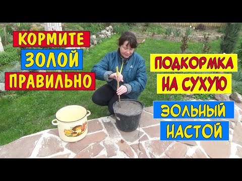 Видео: ЗОЛА - лучшая подкормка! Только не сыпьте её под куст, кормите золой правильно!