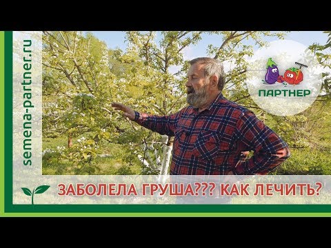 Видео: ЗАБОЛЕЛА ГРУША??? Как лечить?