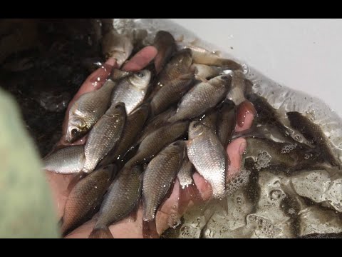 Видео: Как поймать живца зимой .в ближайшей от себя местности.Для ловли щуки.Советы професионалам!