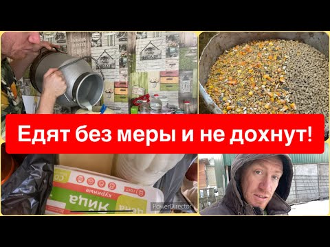 Видео: ШОК!!! 😳😳😳 ЕДЯТ БЕЗ НОРМЫ И ЖИВЫ??? КАК ТАК???