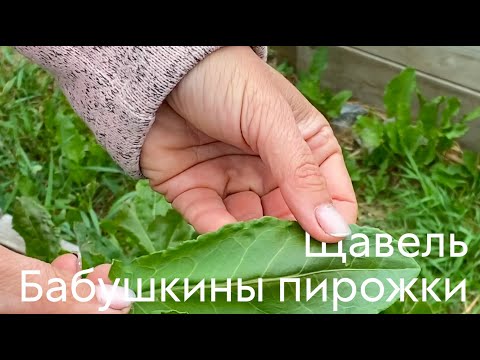 Видео: Щавель Бабушкины пирожки #ШПС № 100