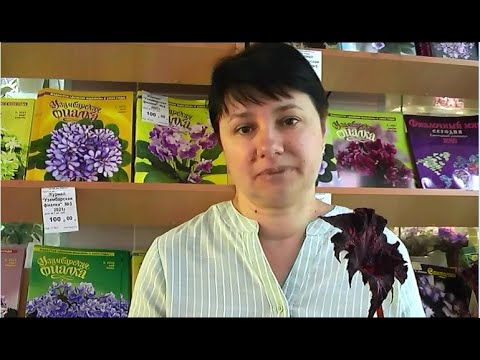 Видео: ДФ.Секреты выращивания бегоний. С.Гордиенко