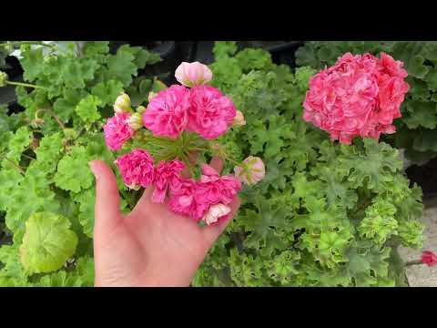Видео: Пеларгонии под открытым небом🌷🌞21.07.2025