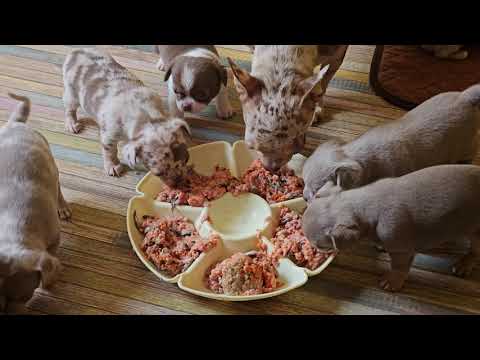 Видео: Настоящие хищники #чихуахуа  питомник #Кастропуло #Крым 