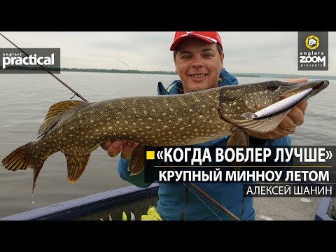 Видео: "Когда воблер лучше."  Крупный минноу летом.  Алексей Шанин. Anglers Practical