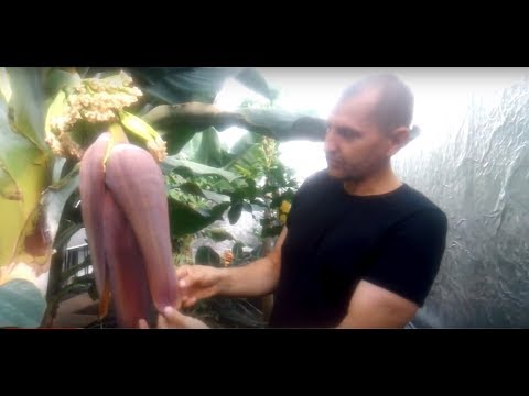 Видео: Как цветет банан.