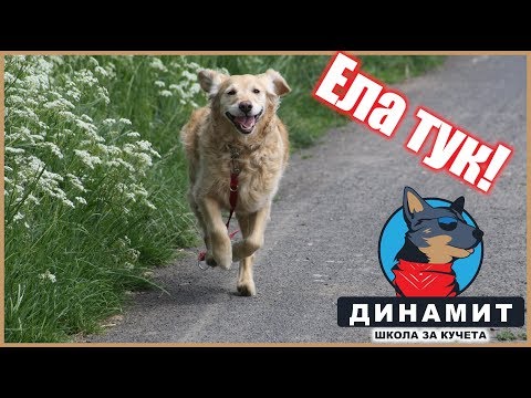 Видео: Как да науча кучето си да идва при мен