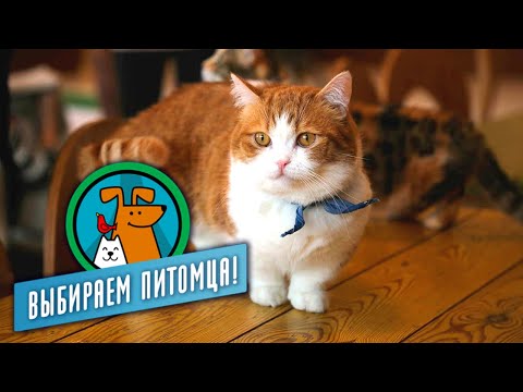 Видео: Маленькие кошки. Выбираем питомца @moyaplaneta