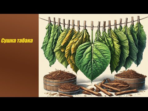 Видео: Сушка табака дома: инструменты для нанизывания