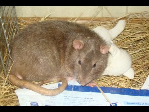 Видео: Как я собираю крыс после выгула?