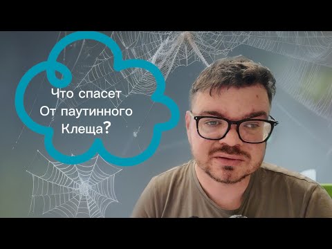 Видео: Паутинный клещ? Когда борьба бессильна!