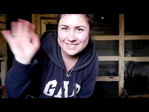 Видео: Обрезка крыльев у мускусных уток