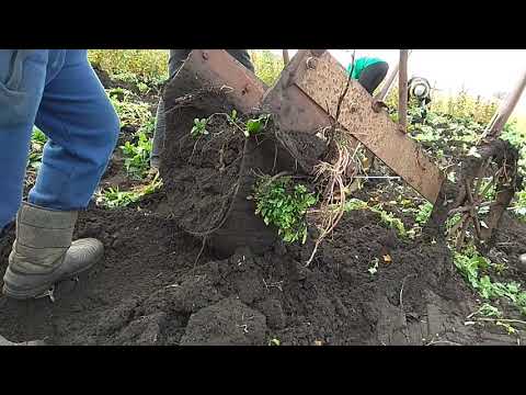 Видео: ВЫКОПКА САЖЕНЦЕВ,СЕЯНЦЕВ, ПОДВОЯ, СКОБОЙ НА ТРОСАХ ТРАКТОРОМ МТЗ-82