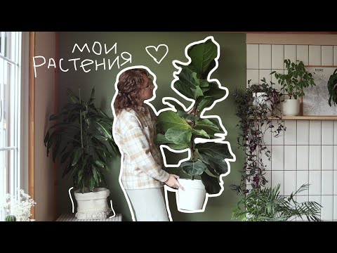 Видео: URBAN JUNGLE: мои растения и уход за ними