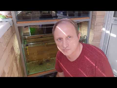 Видео: Избавляемся от Черной бороды, вьетнамки лимонкой