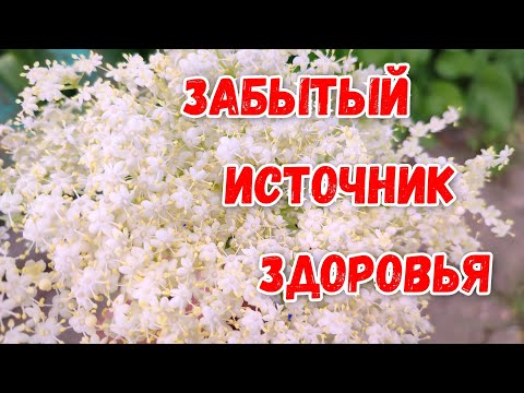 Видео: Бузина — забытое лекарство из сада бабушки  Сила, проверенная веками